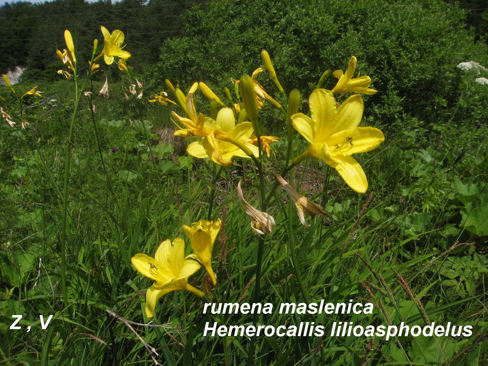 rumena maslenica rumena maslenica