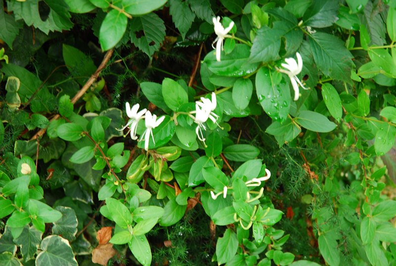 Lonicera japonica Lonicera japonica