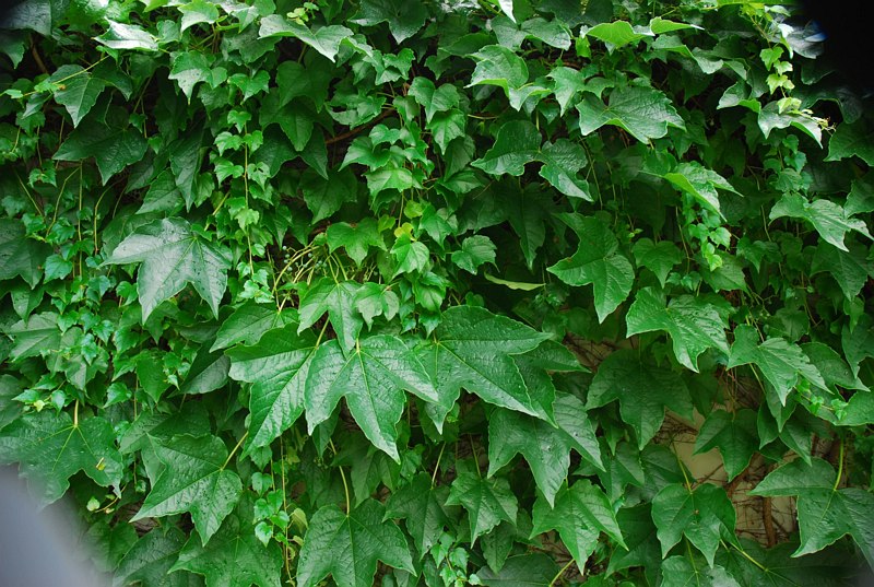Parthenocissus quinquefolia agg. Parthenocissus quinquefolia agg.