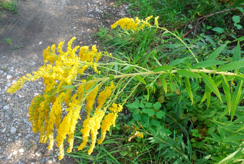 Solidago canadensis Solidago canadensis